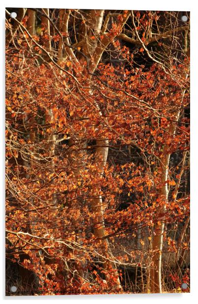Autumn leaves in Winter Acrylic by Simon Johnson