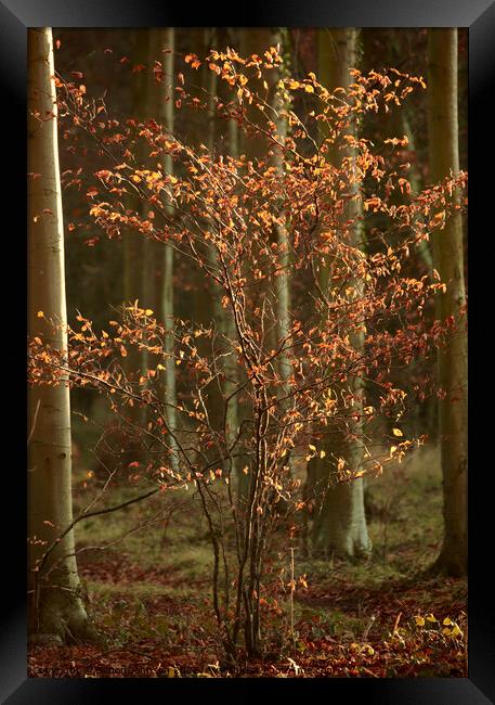 Sunlit Beech tree Framed Print by Simon Johnson