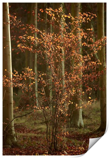 Sunlit Beech tree Print by Simon Johnson