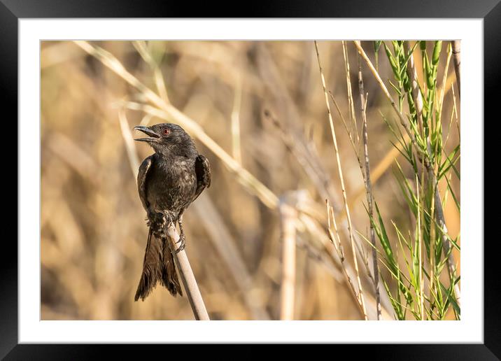 Fork-tailed Drongo, No. 1 Framed Mounted Print by Belinda Greb