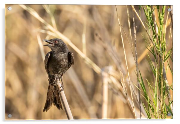 Fork-tailed Drongo, No. 1 Acrylic by Belinda Greb
