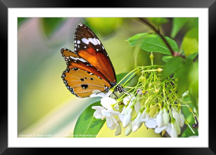 Common Tiger Butterfly Framed Mounted Print by Kevin Hellon