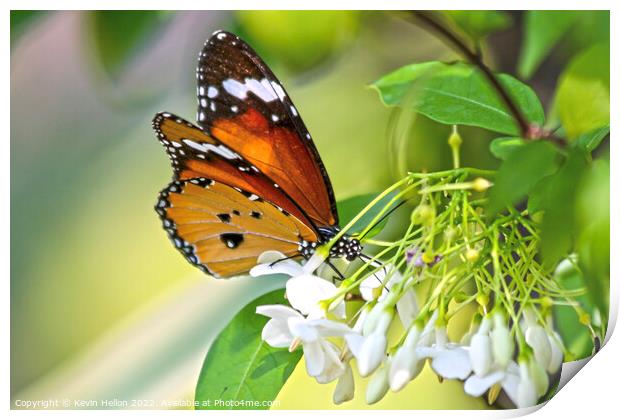 Common Tiger Butterfly Print by Kevin Hellon