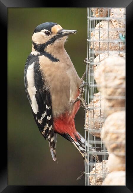 Great spotted woodpecker Framed Print by Jonathan Thirkell
