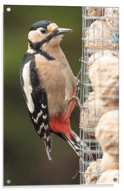 Great spotted woodpecker Acrylic by Jonathan Thirkell