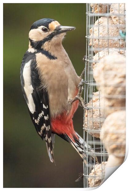 Great spotted woodpecker Print by Jonathan Thirkell