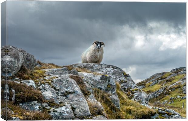 Lookout sheep, Isle of Lewis Canvas Print by Photimageon UK