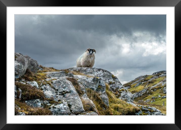 Lookout sheep, Isle of Lewis Framed Mounted Print by Photimageon UK