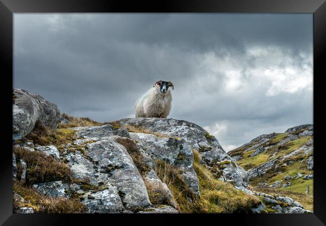 Lookout sheep, Isle of Lewis Framed Print by Photimageon UK