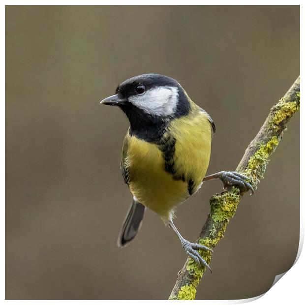Great Tit Print by Jonathan Thirkell