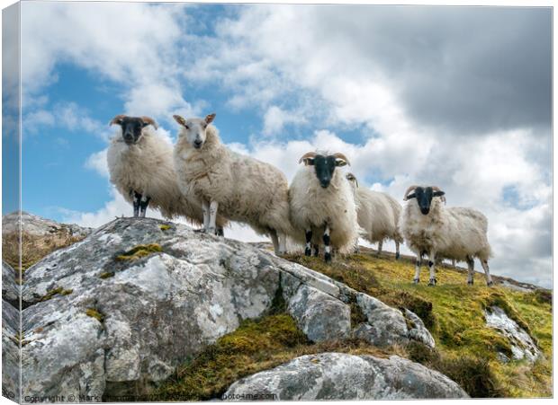 Lookout sheep, Isle of Lewis Canvas Print by Photimageon UK