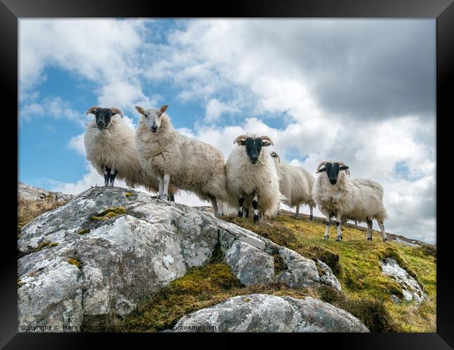 Lookout sheep, Isle of Lewis Framed Print by Photimageon UK