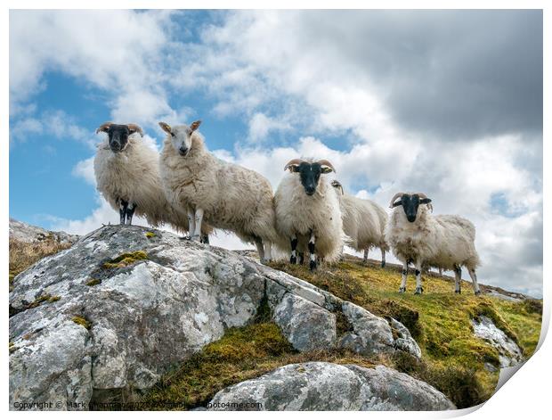 Lookout sheep, Isle of Lewis Print by Photimageon UK