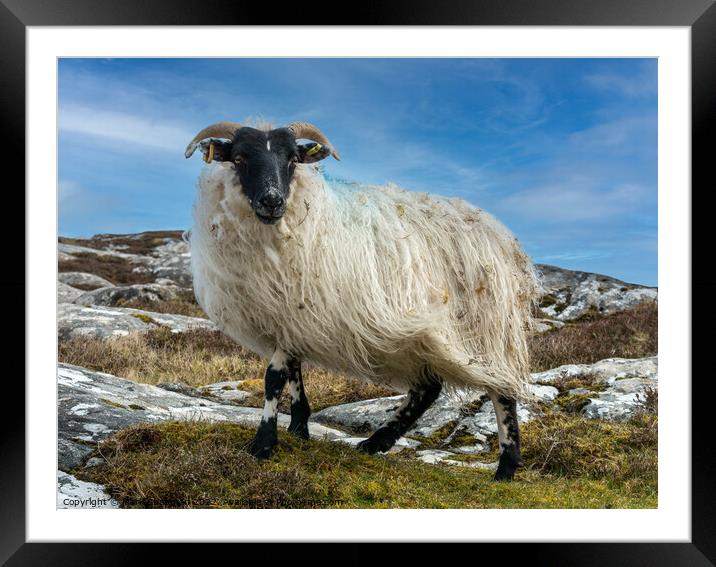 Shaggy the sheep Framed Mounted Print by Photimageon UK