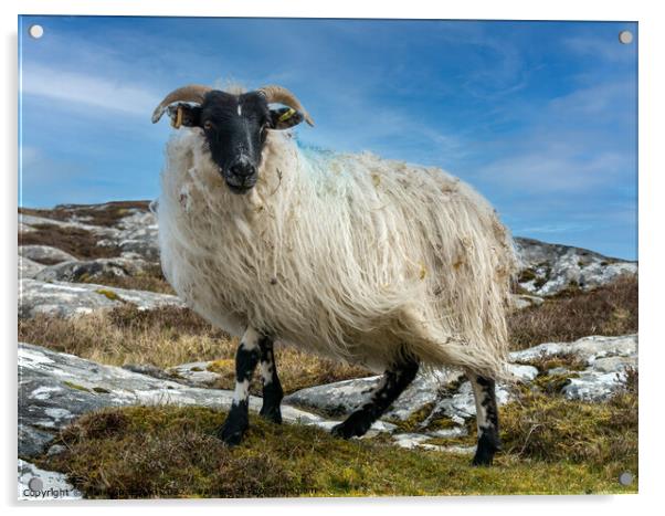 Shaggy the sheep Acrylic by Photimageon UK