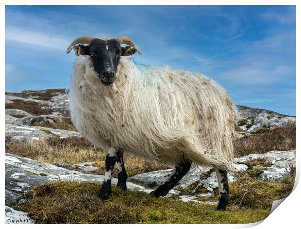 Shaggy the sheep Print by Photimageon UK