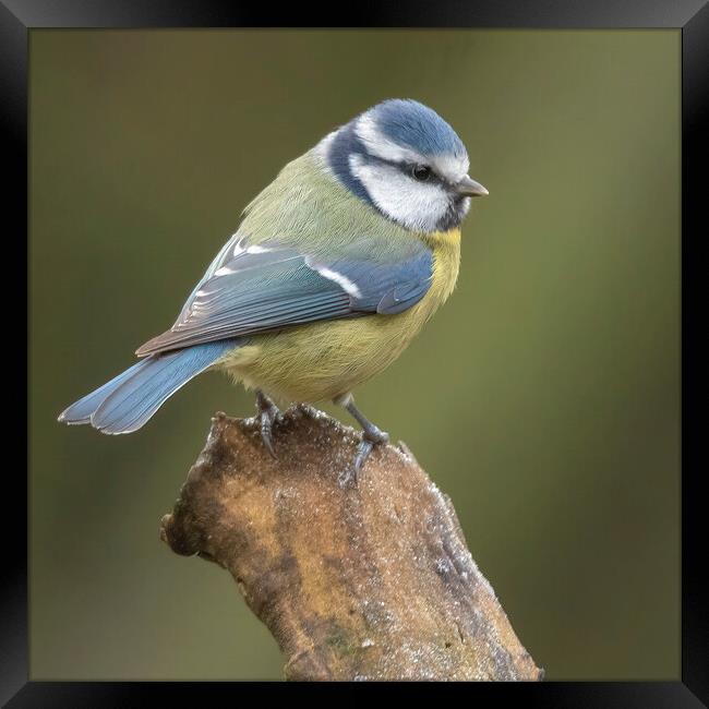 Blue Tit  Framed Print by Jonathan Thirkell
