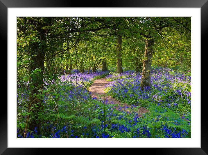 Bluebell woods walk Framed Mounted Print by Gary Eason