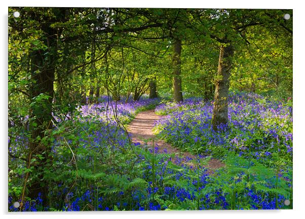 Bluebell woods walk Acrylic by Gary Eason