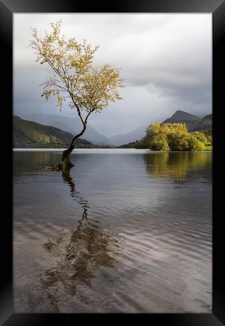 The Lonely tree at autumn Framed Print by Jason Wells