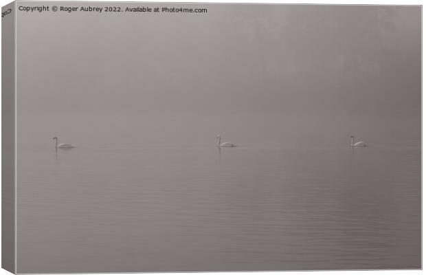 Swans in the mist Canvas Print by Roger Aubrey