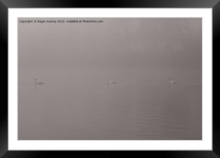 Swans in the mist Framed Mounted Print by Roger Aubrey