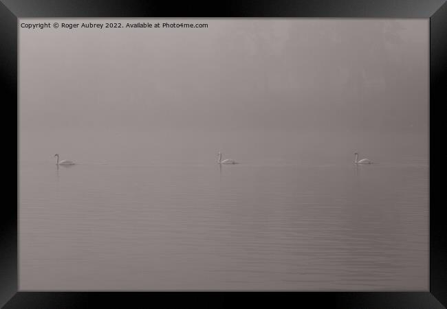 Swans in the mist Framed Print by Roger Aubrey