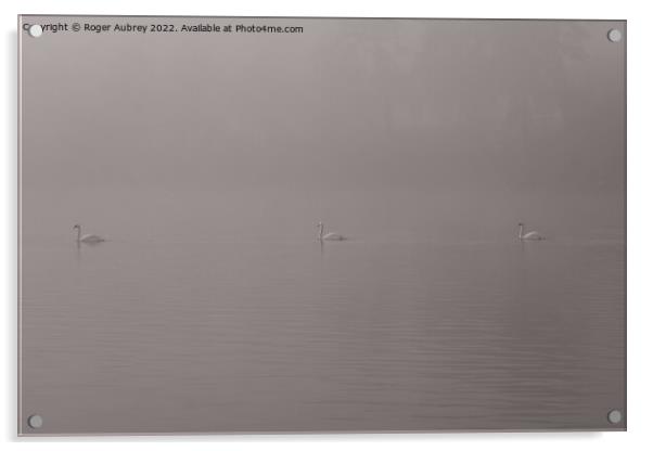 Swans in the mist Acrylic by Roger Aubrey