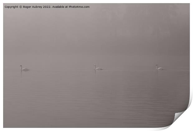 Swans in the mist Print by Roger Aubrey