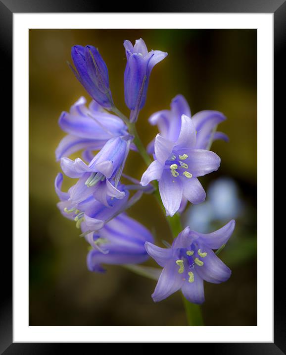 Bluebell close-up Framed Mounted Print by Gary Eason