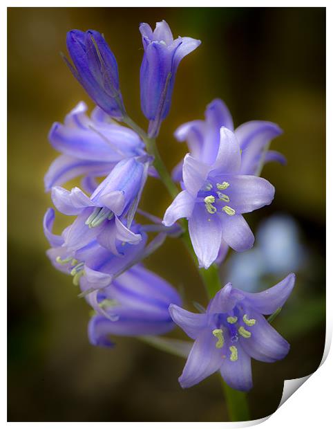 Bluebell close-up Print by Gary Eason
