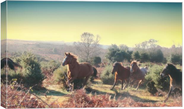New Forest Morning Gallop Canvas Print by Ceri Jones