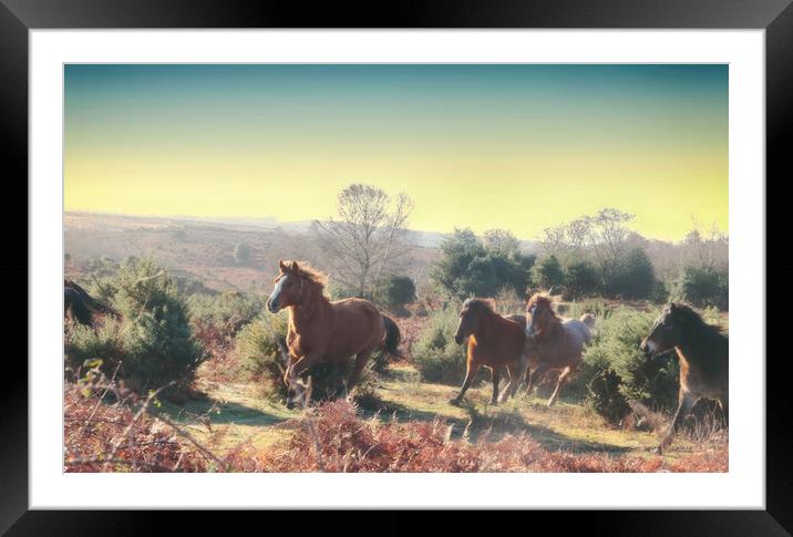 New Forest Morning Gallop Framed Mounted Print by Ceri Jones