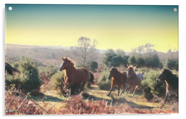 New Forest Morning Gallop Acrylic by Ceri Jones