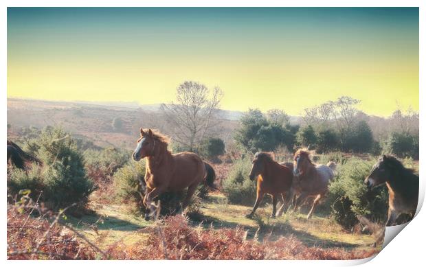 New Forest Morning Gallop Print by Ceri Jones