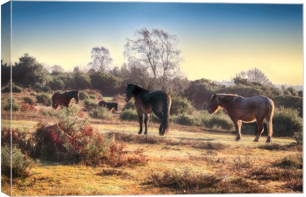 Outdoor field Canvas Print by Ceri Jones