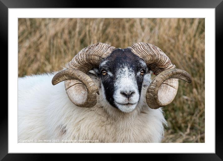 Scottish Blackface Sheep Framed Mounted Print by Jim Monk