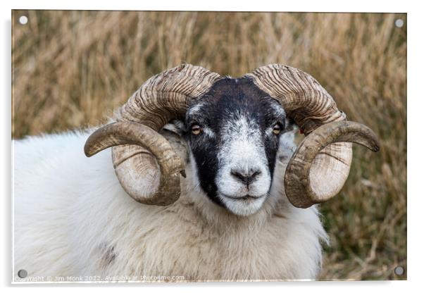 Scottish Blackface Sheep Acrylic by Jim Monk