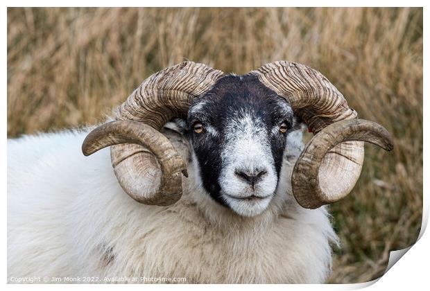 Scottish Blackface Sheep Print by Jim Monk