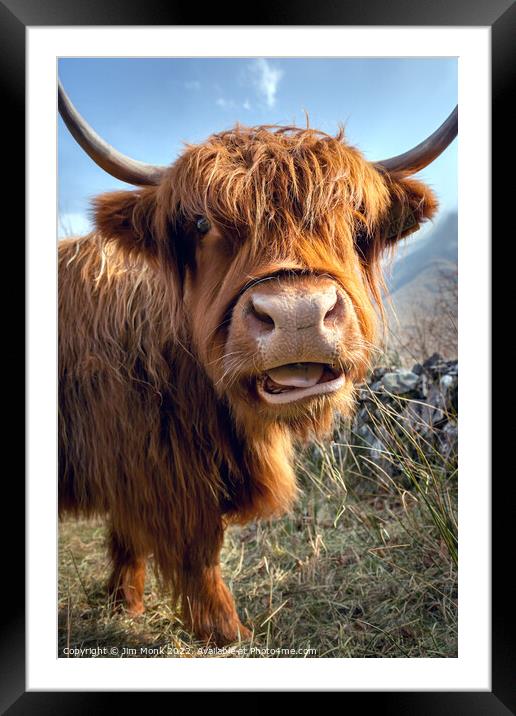 Highland Cow Framed Mounted Print by Jim Monk