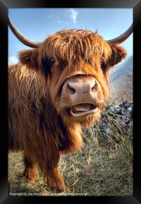 Highland Cow Framed Print by Jim Monk