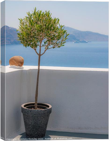 Santorini Potted Olive Tree Canvas Print by Antony McAulay