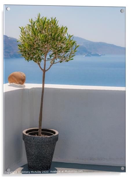 Santorini Potted Olive Tree Acrylic by Antony McAulay