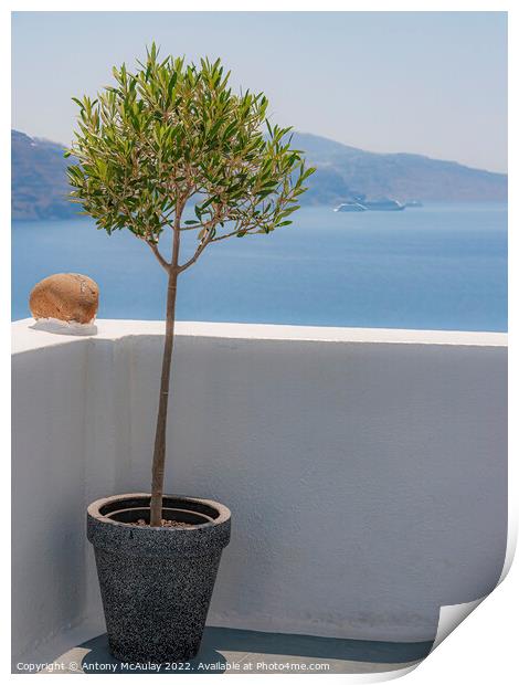 Santorini Potted Olive Tree Print by Antony McAulay