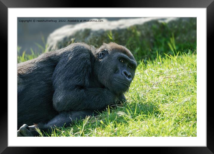 Gorilla Taking It Easy Framed Mounted Print by rawshutterbug 