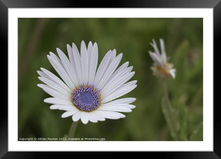 White daisy Framed Mounted Print by Adrian Paulsen