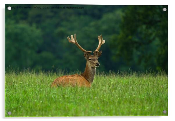 Barasingha deer Acrylic by rawshutterbug 