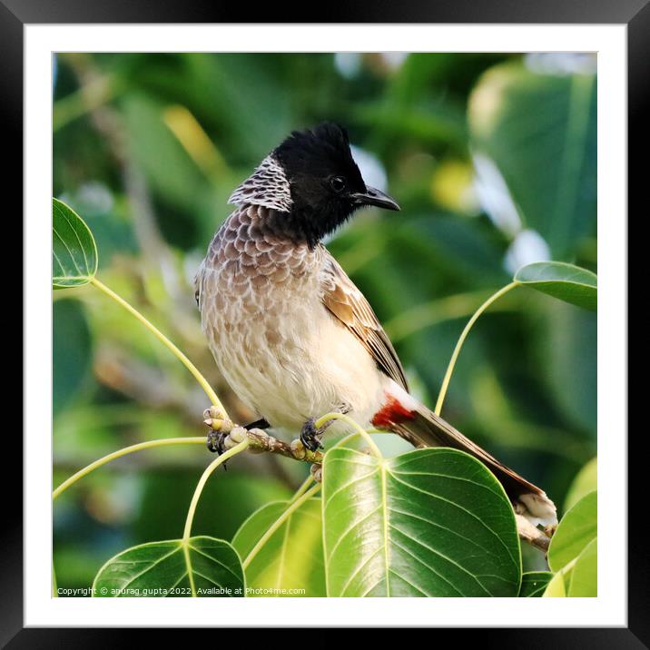 Bulbul Framed Mounted Print by anurag gupta