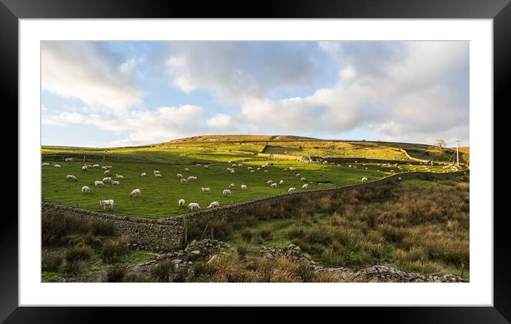 Sheep on Cheeks Hill Framed Mounted Print by Jason Wells