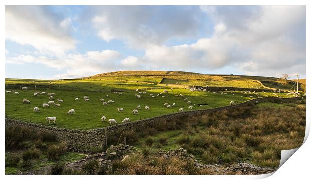 Sheep on Cheeks Hill Print by Jason Wells